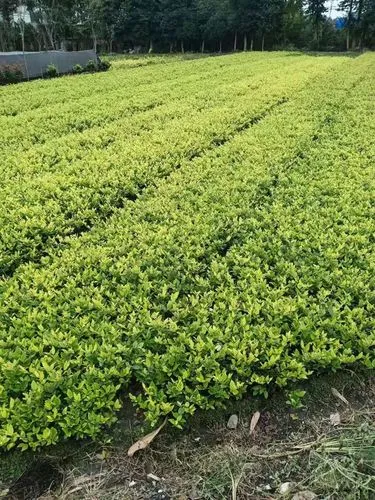 花园维护不易！城市园林管理人手紧张成大问题